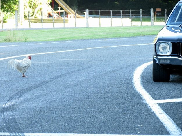 Chicken road joc - Pe Ruta Părăsorului: Toate Secretele Jocului Chicken Road Românesc