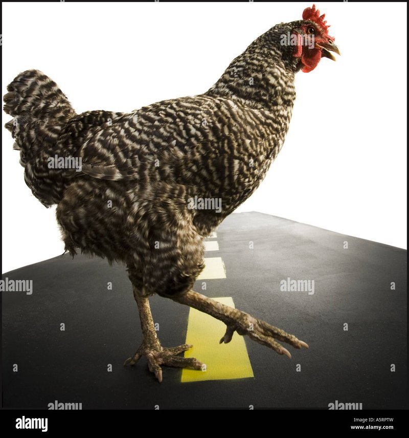 Best chicken road gokspel in Netherlands