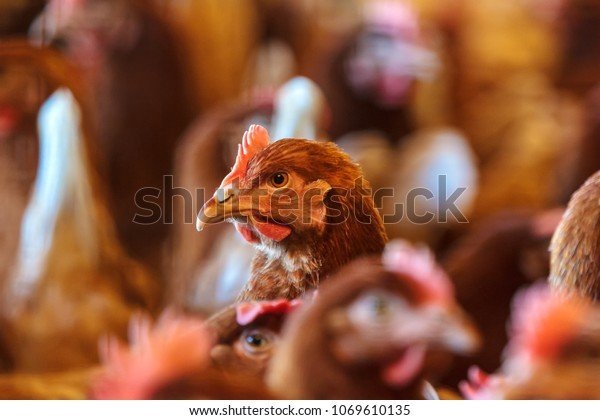 Guide to chicken road casino