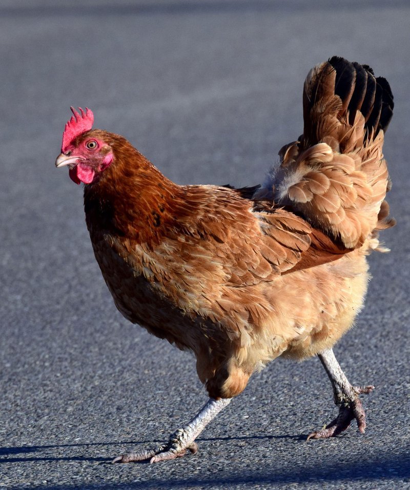 Discover chicken road españa Discover chicken road españa